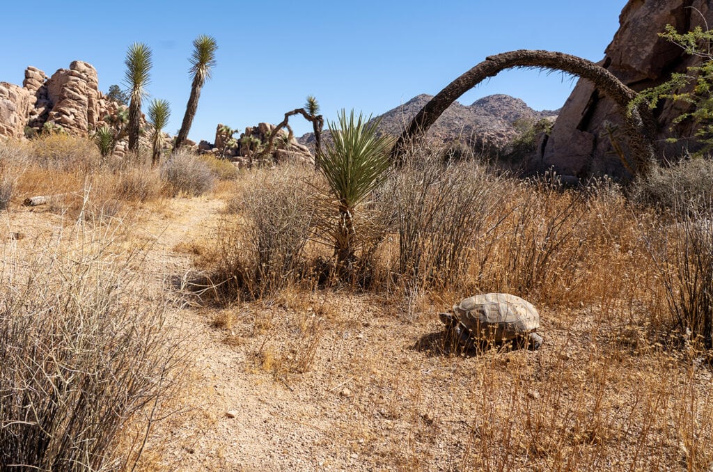 A male desert tortoise found while hiking in Joshua Tree